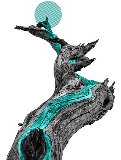 arbol sobre nosotros